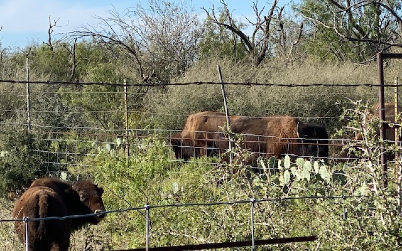 Bison at San Angelo State Park (LIVE! Photo/Yantis Green)