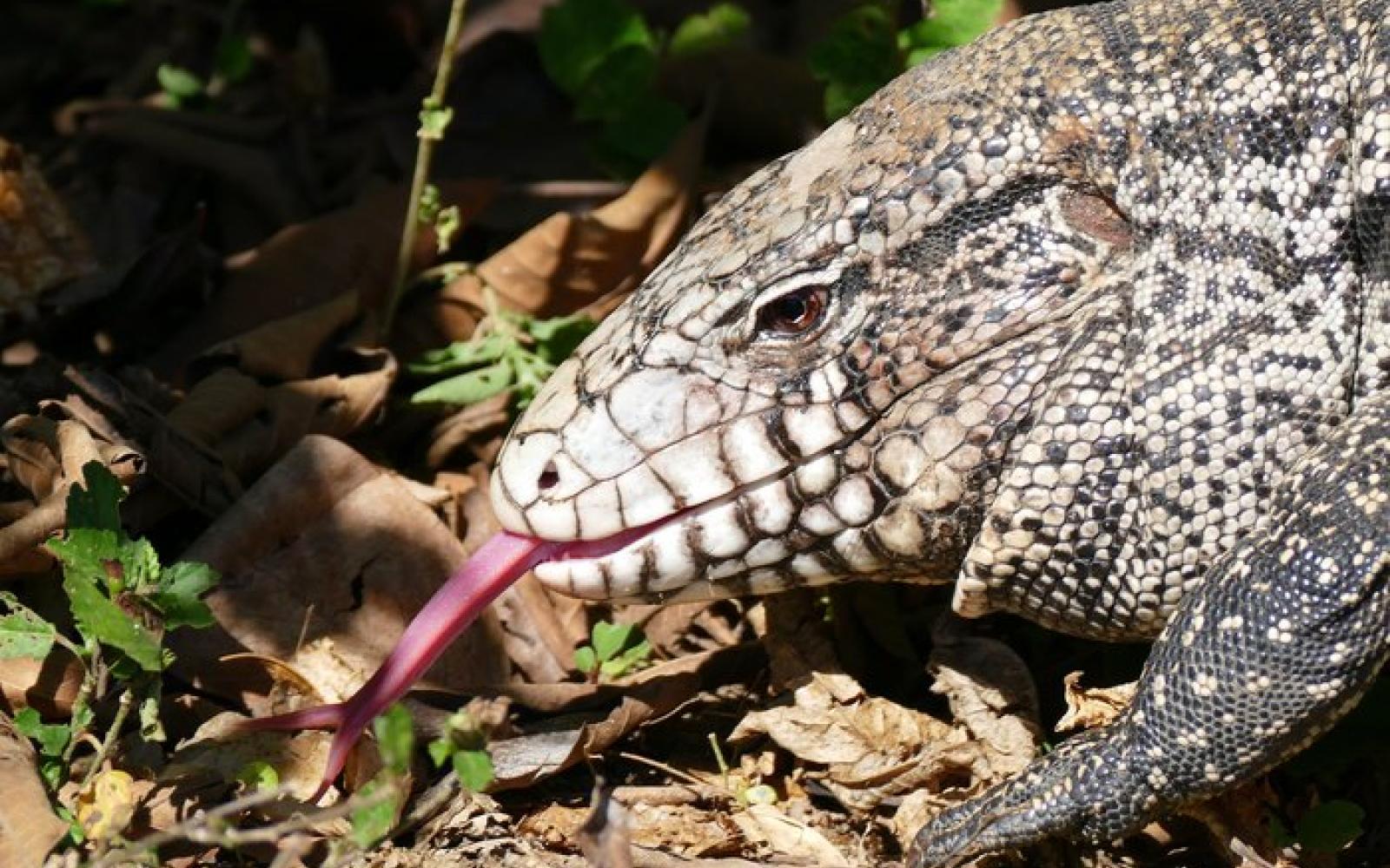 The Tegu lizard