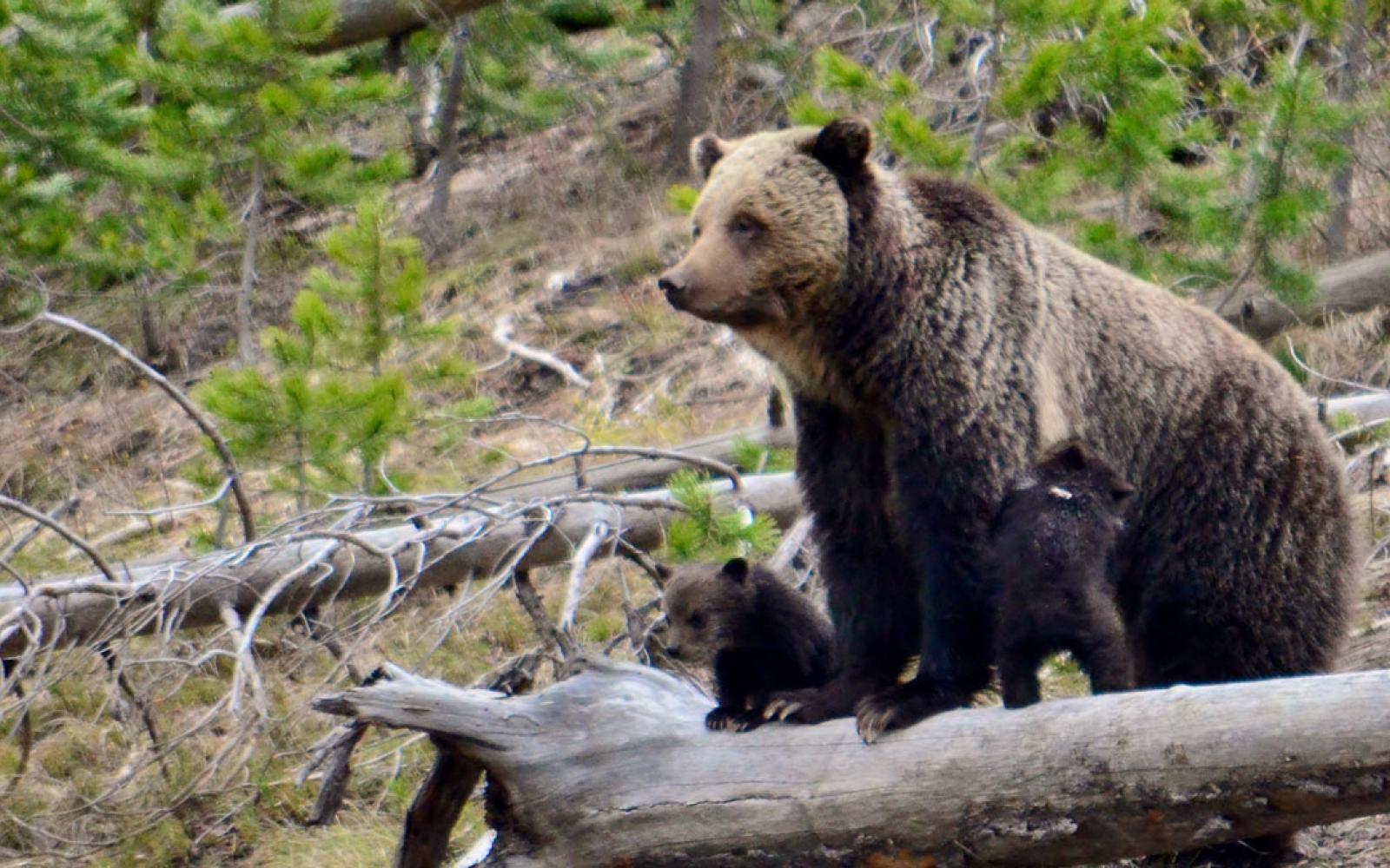 Grizzly bears