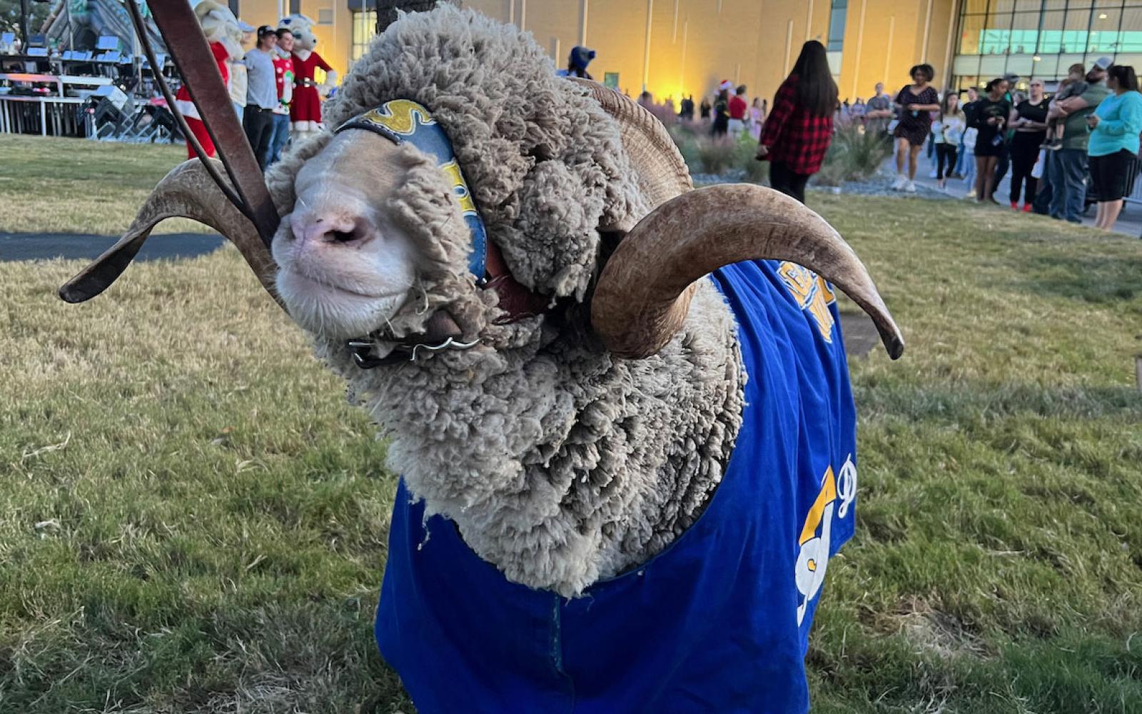 Angelo State University's official mascot is a real Rambouillet ram named Dominic.