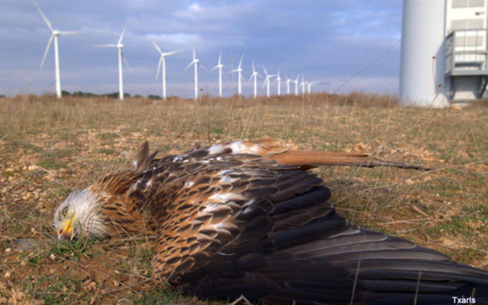 Polluting is bad. That's why we have windmills and dead eagles. 