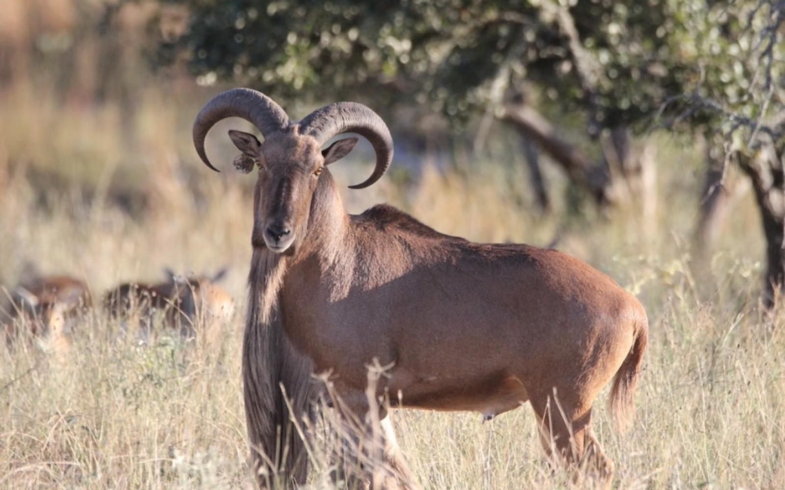Aoudad Barbary Sheep (Contributed/TPWD) 