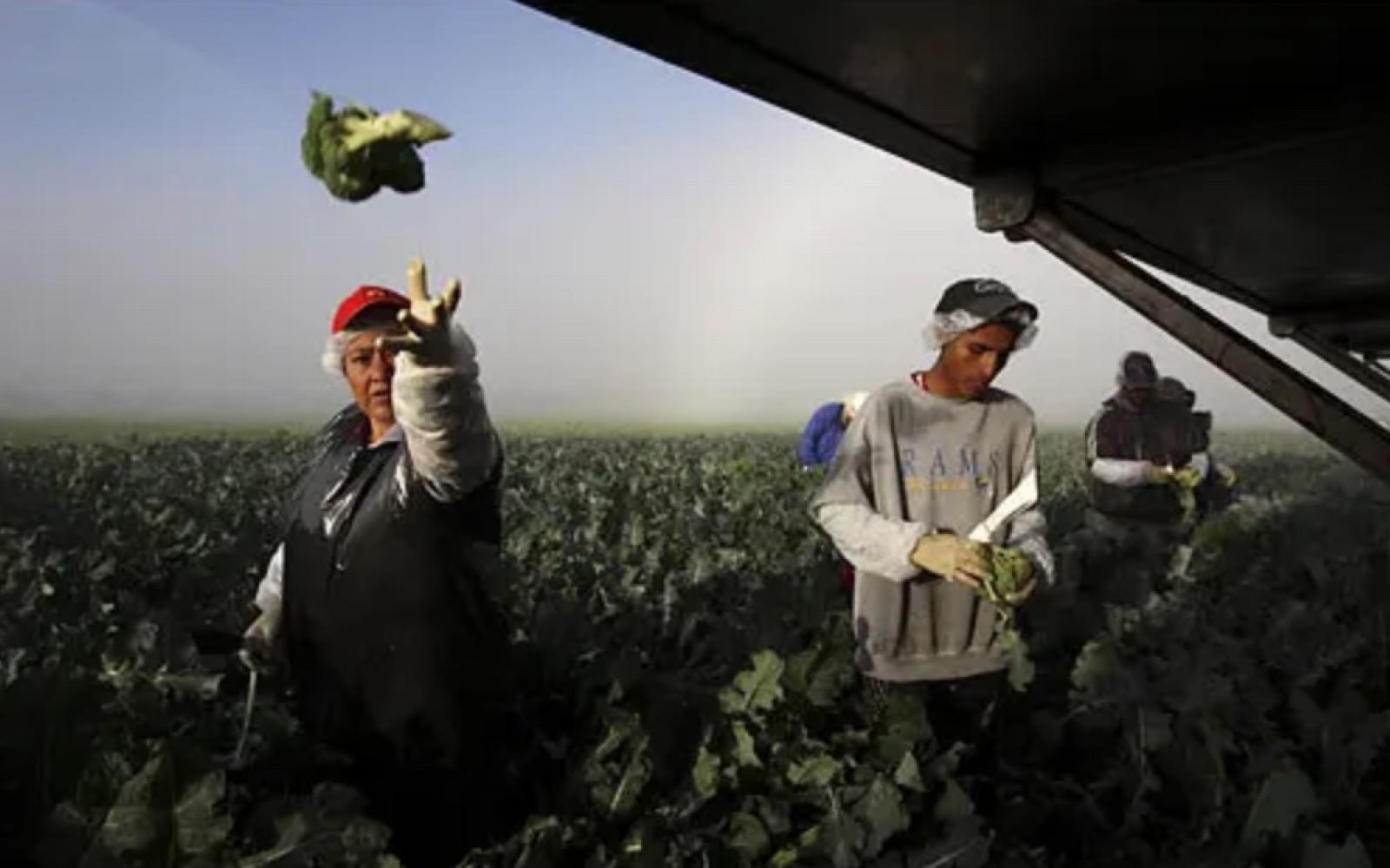 Illegal Immigrants Harvest Broccoli (Contributed/Janet Jarman NYTimes)