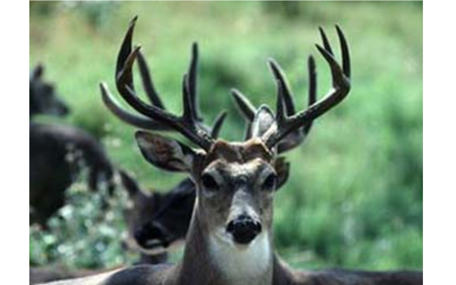White-tailed Deer Buck (Contributed/TPWD)