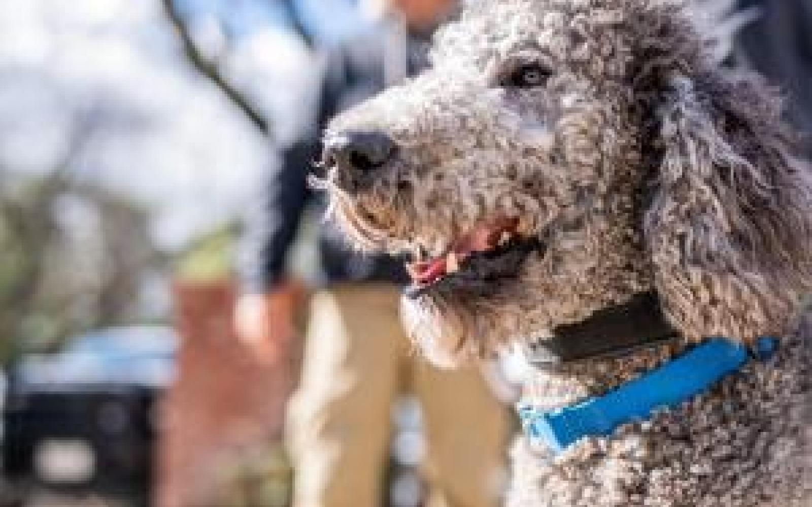 Border Patrol Emotional Support K-9 Poodle (Courtesy/CBP)