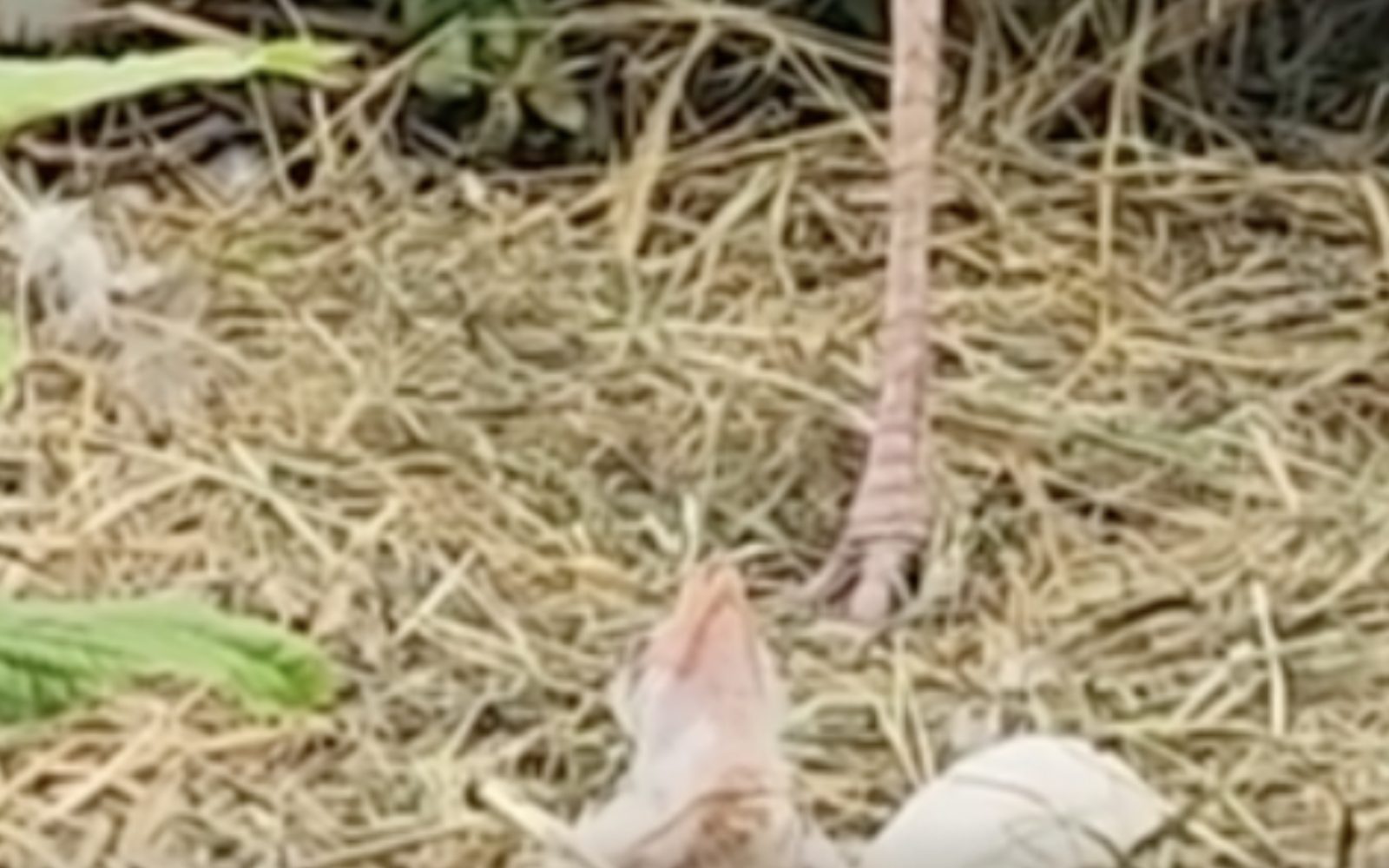 The baby Secretary Bird Hatched at the Abilene Zoo.