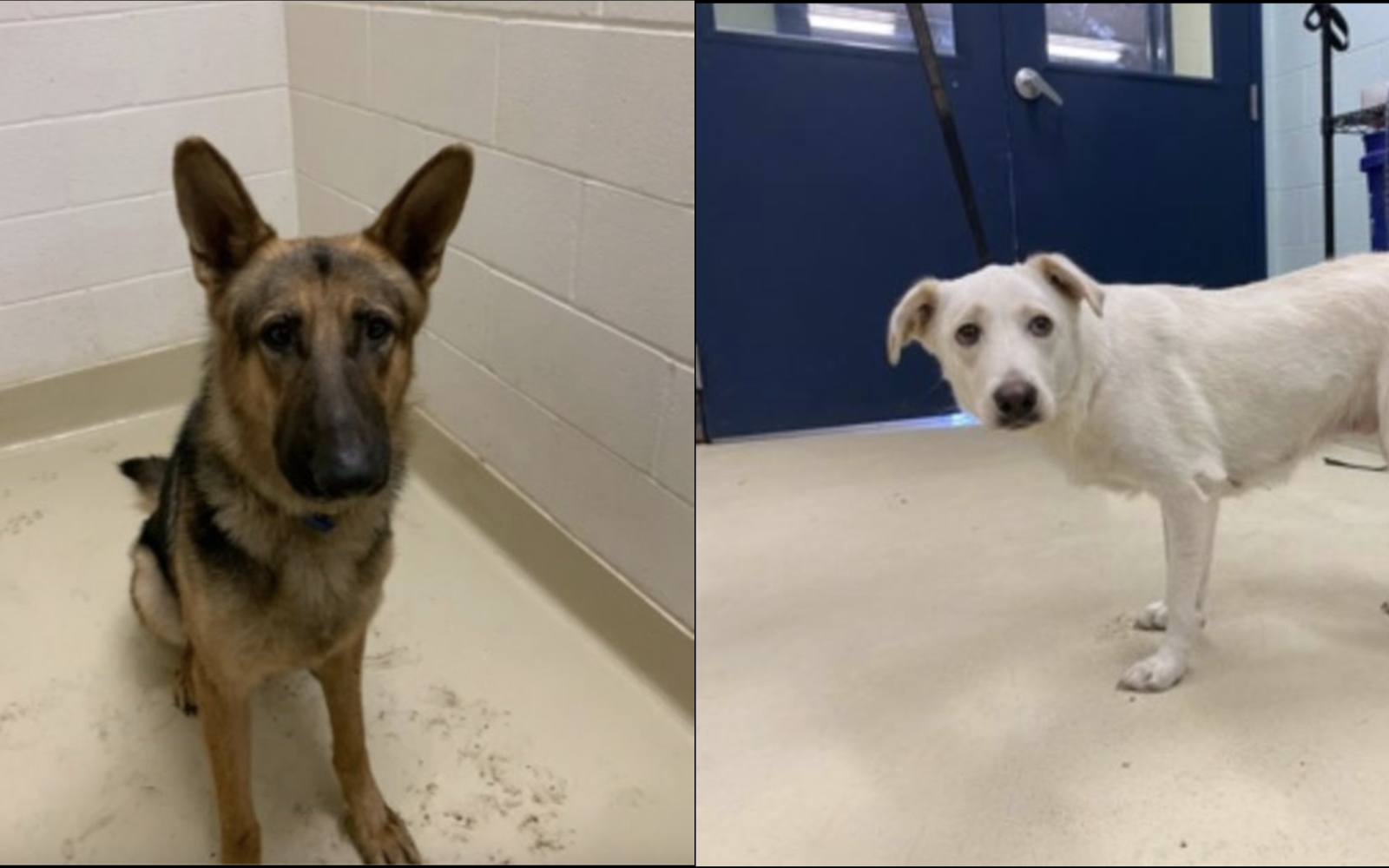 The San Angelo Animal Shelter Found these two Dogs