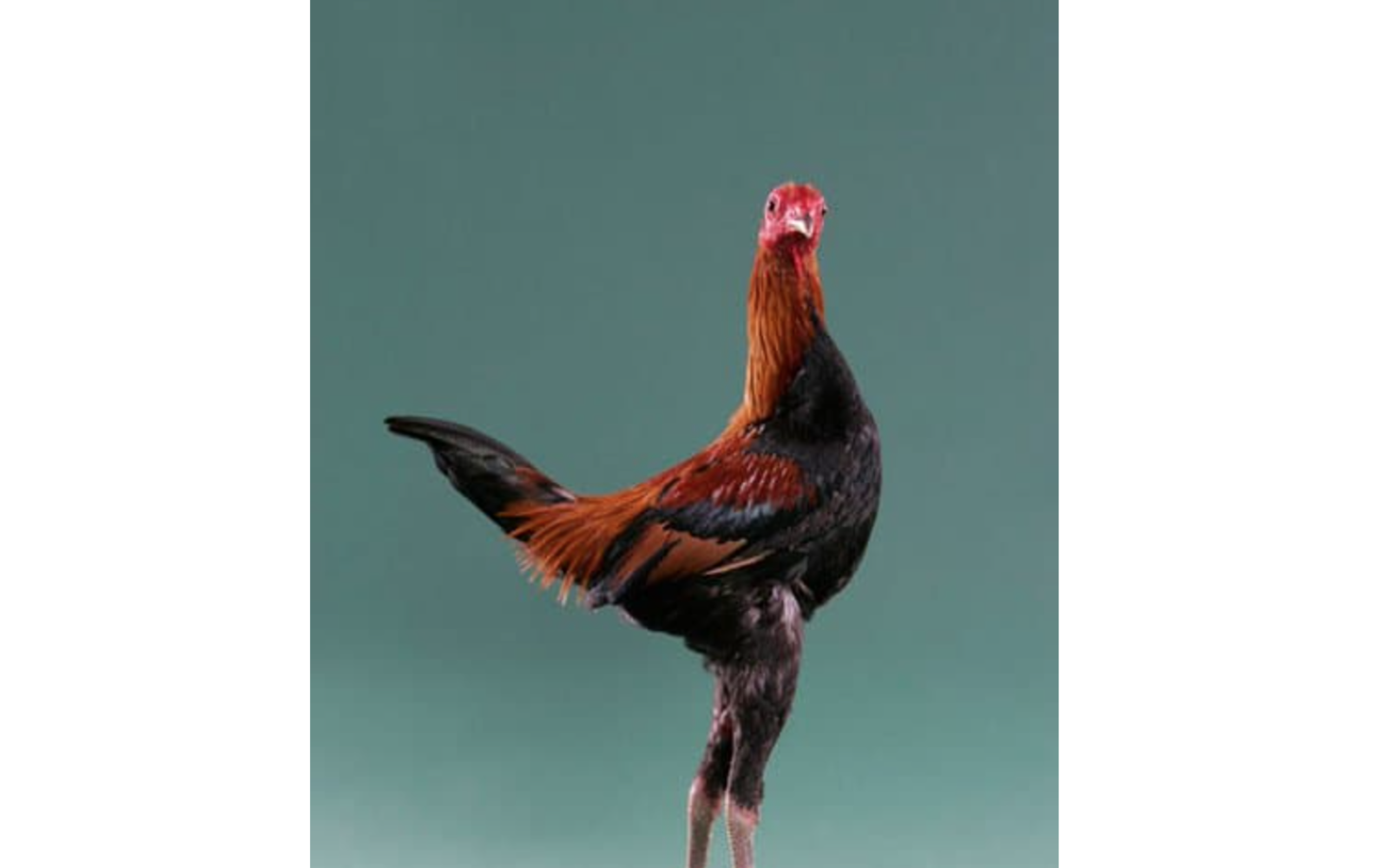 Skinny Rooster (Courtesy/W3schools.blog)
