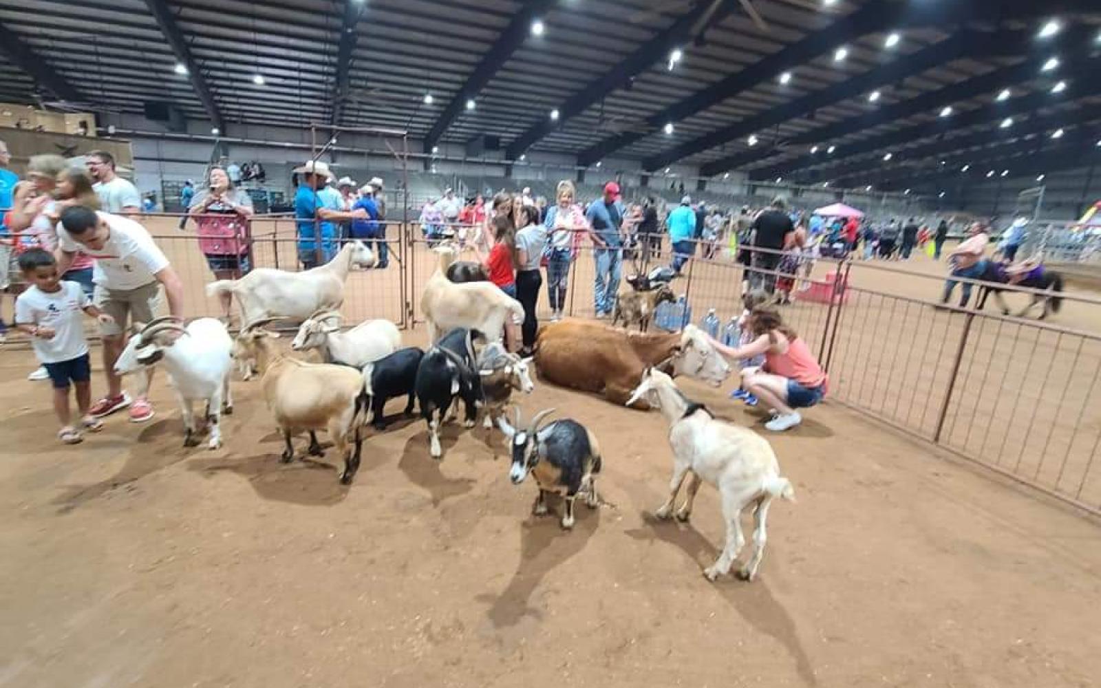 wide angle petting zoo