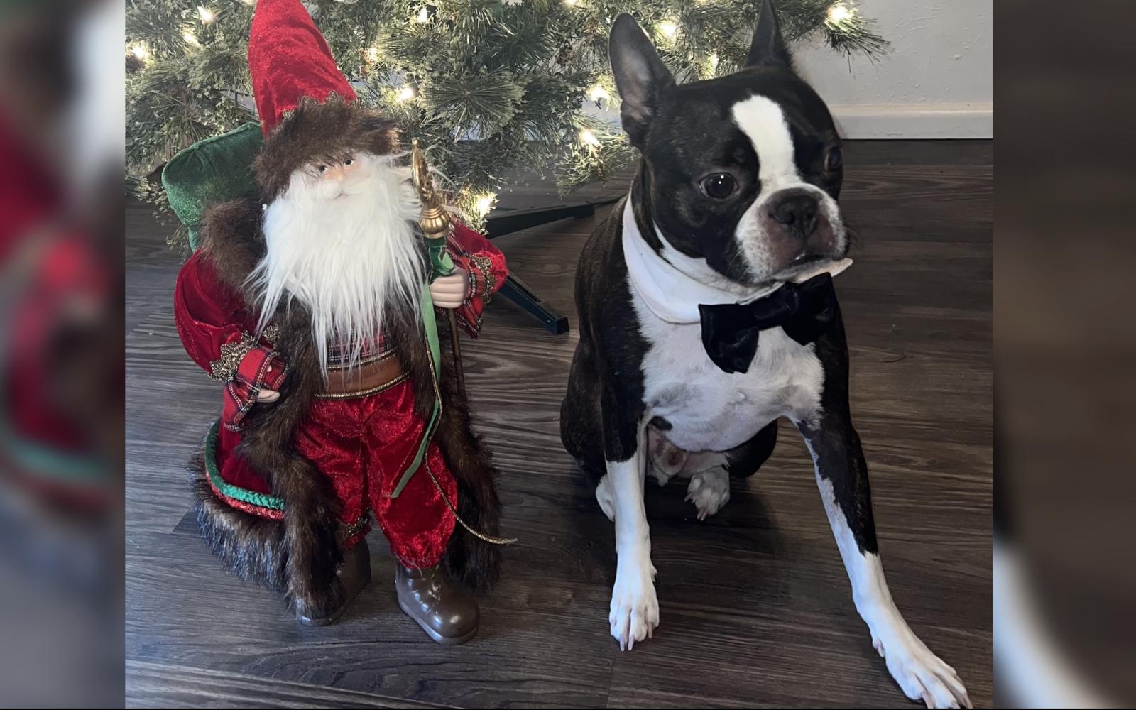 Bubbs the Boston Terrier with Santa
