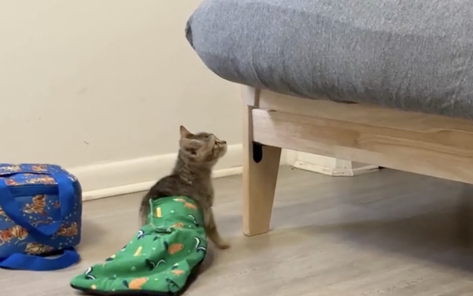 Tommy the Cat from NC