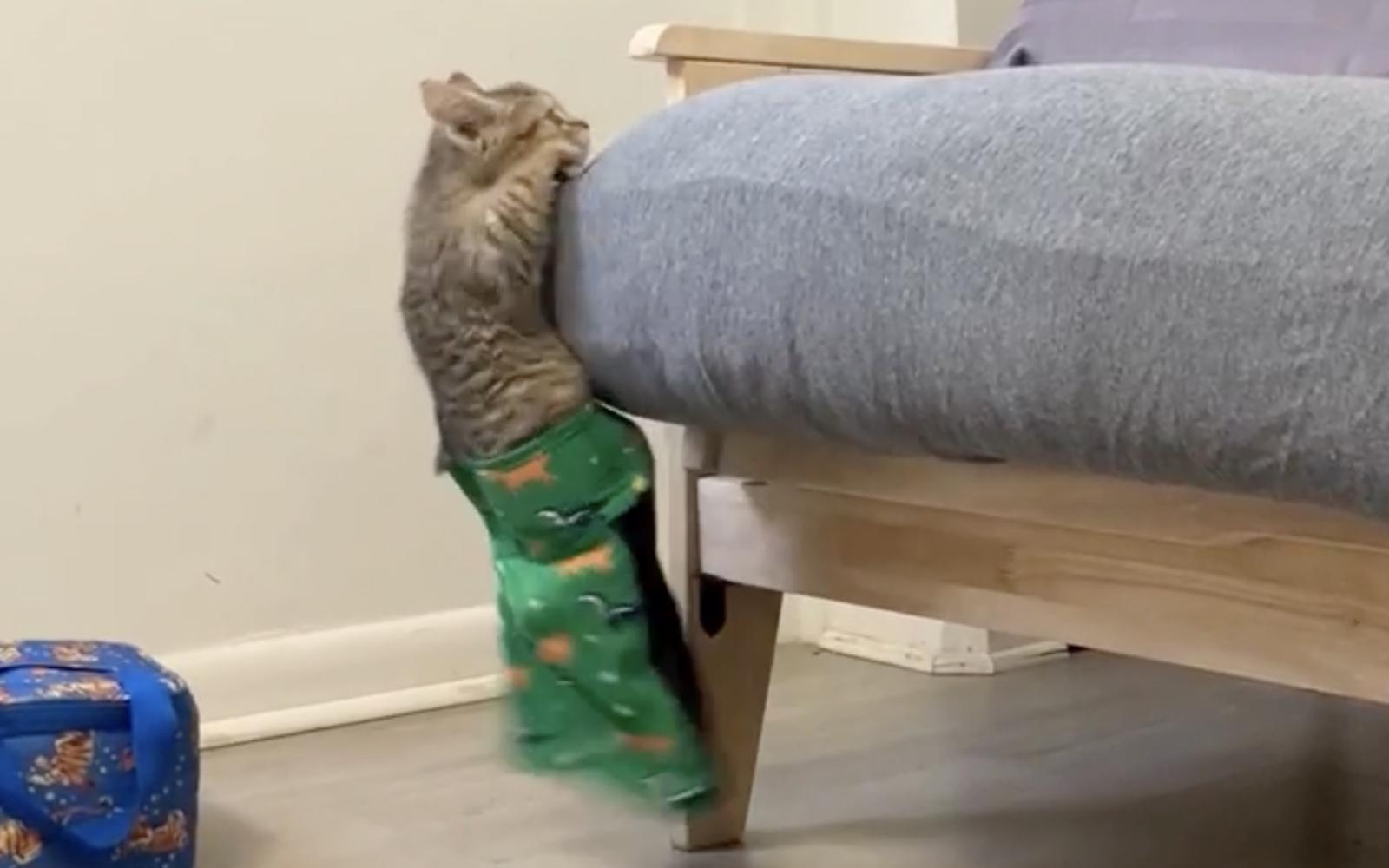 Tommy the cat from North Carolina