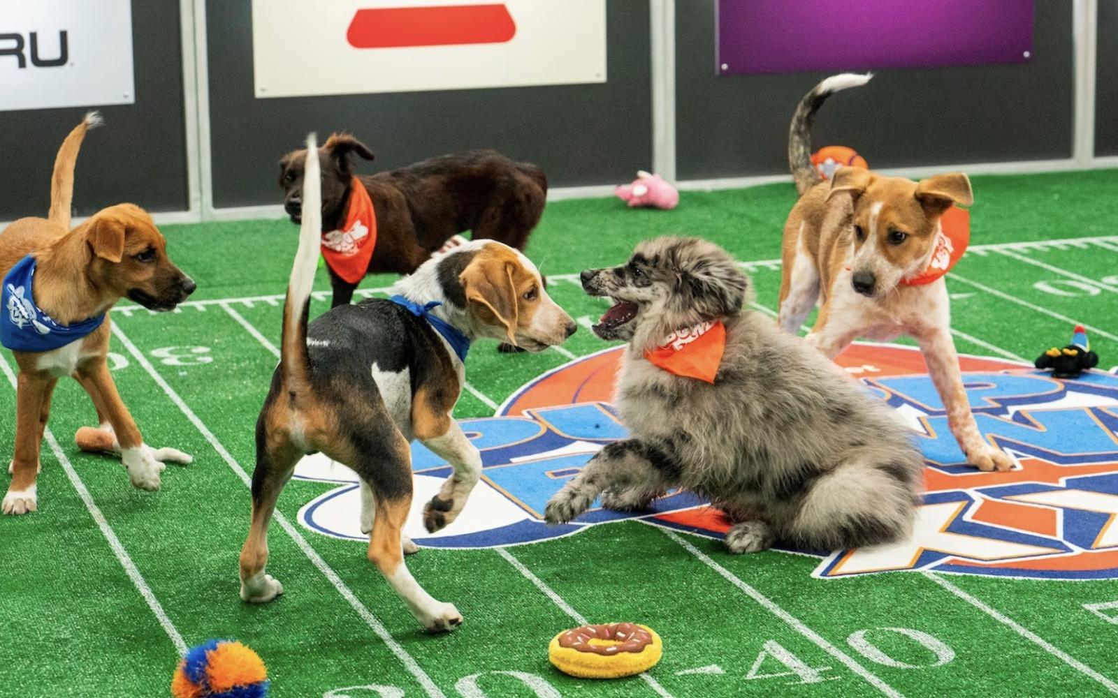 Puppy Bowl 2024