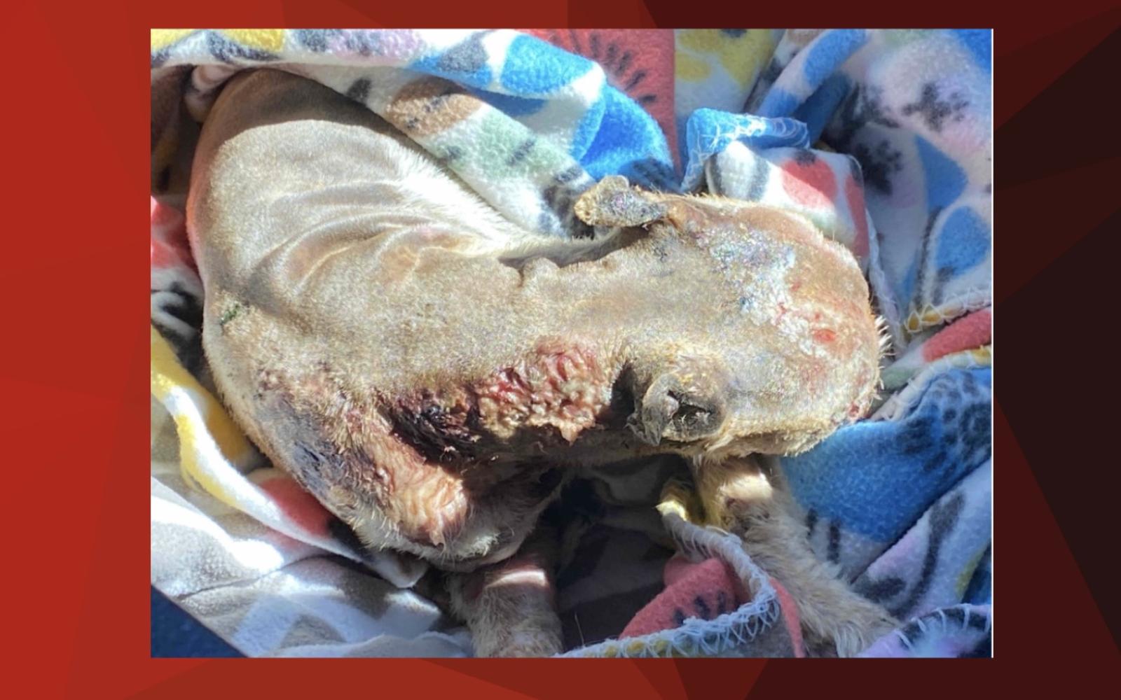 Phoenix had 90% of her Fur Burned Off