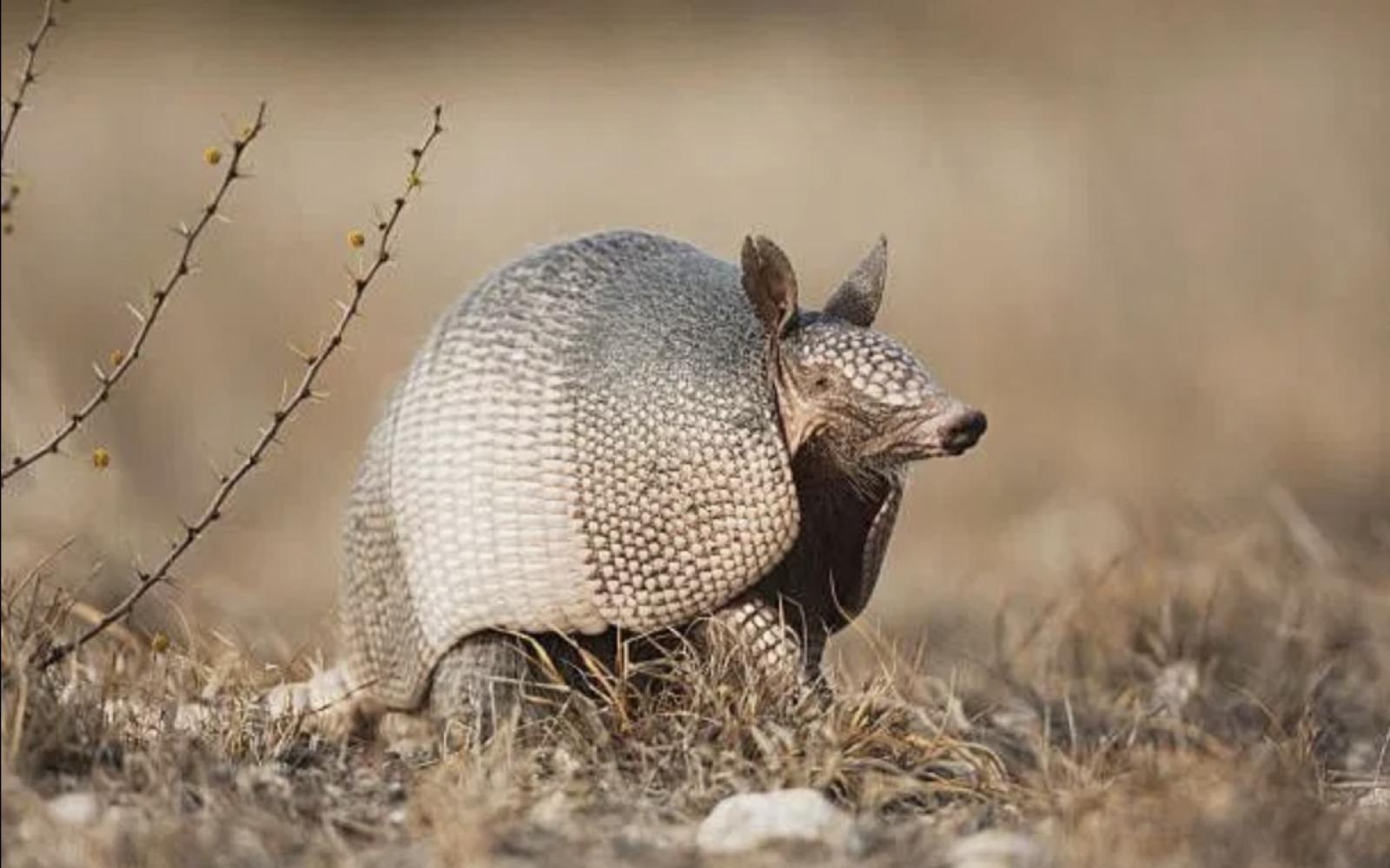 Texas Wildlife Spotting