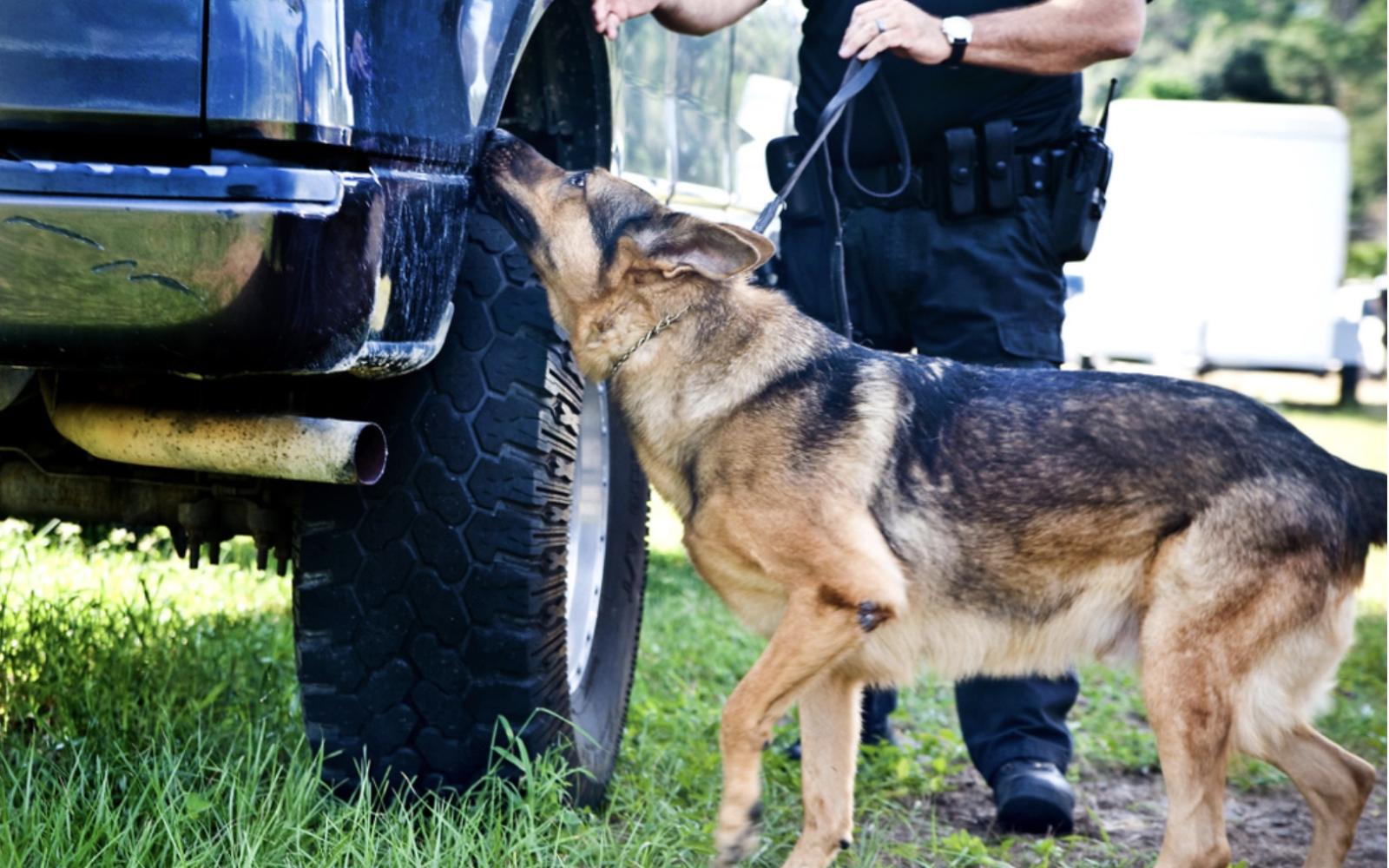 Border Patrol Searching Vehicle