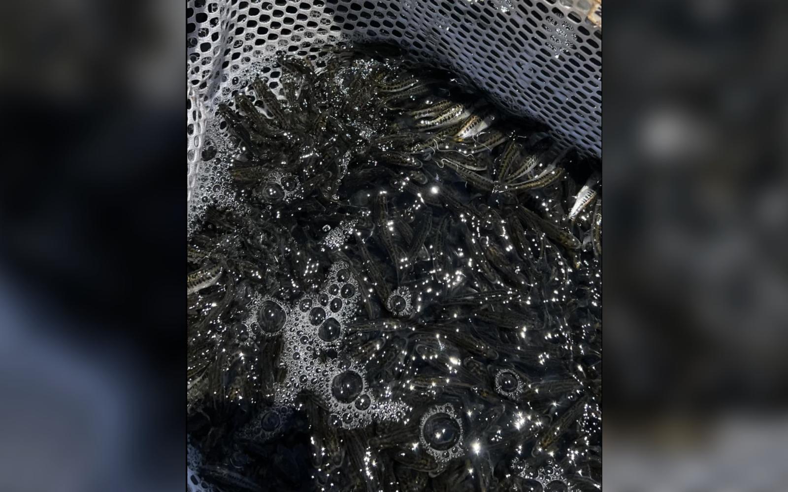 Fingerlings stocked in O.H. Ivie