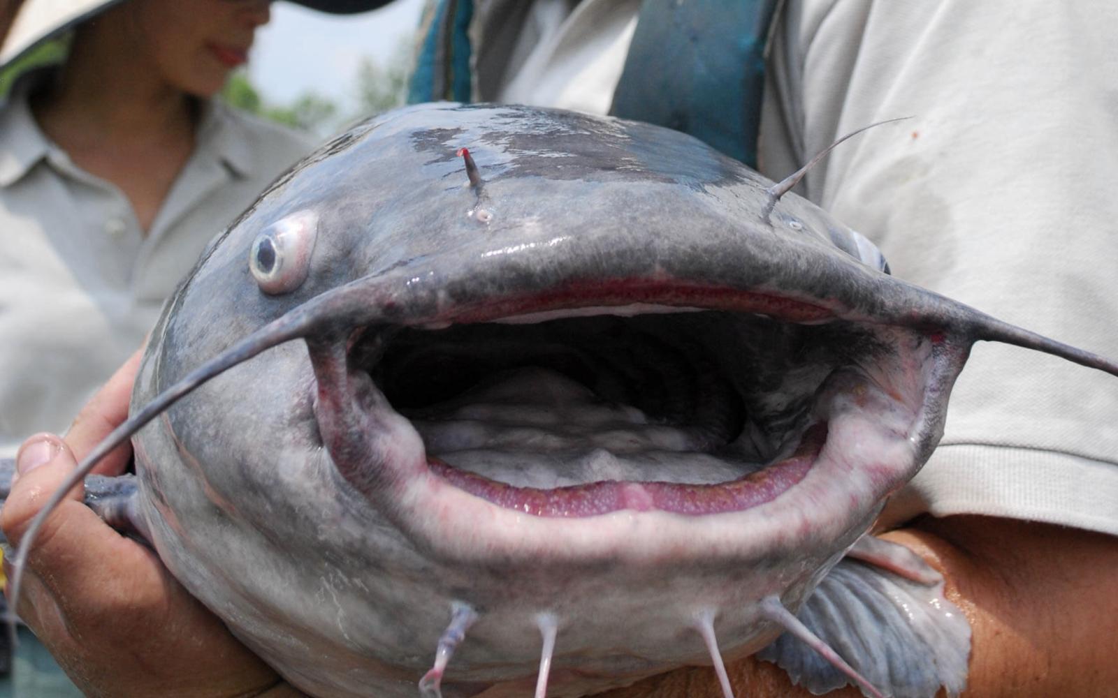 Concho Valley Catfishing Club Hosts Junior Angler Derby (Catfish)