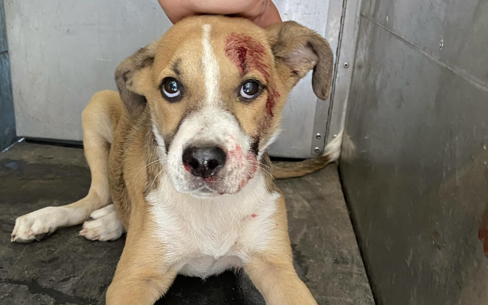 Dog Hit by Car Needs Help