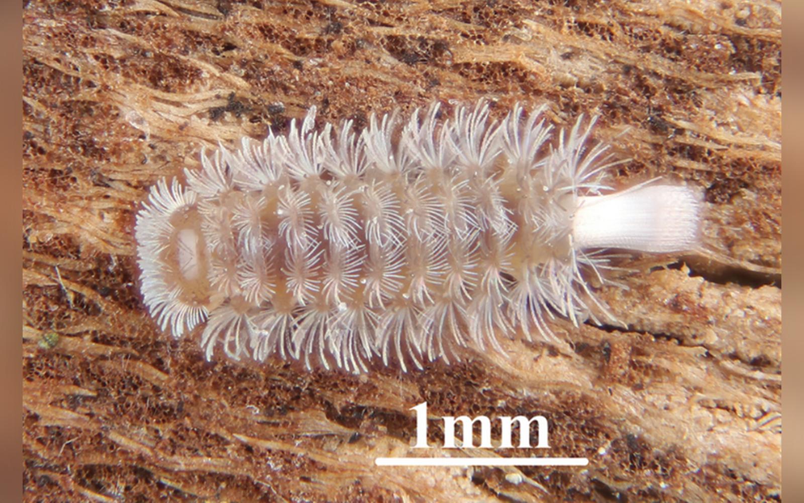 The millipede is covered with tufts of hair-like structures.  Y. D. Yang Wang Y, Jin A, Gao S, Wang J, Dong Y (2025)