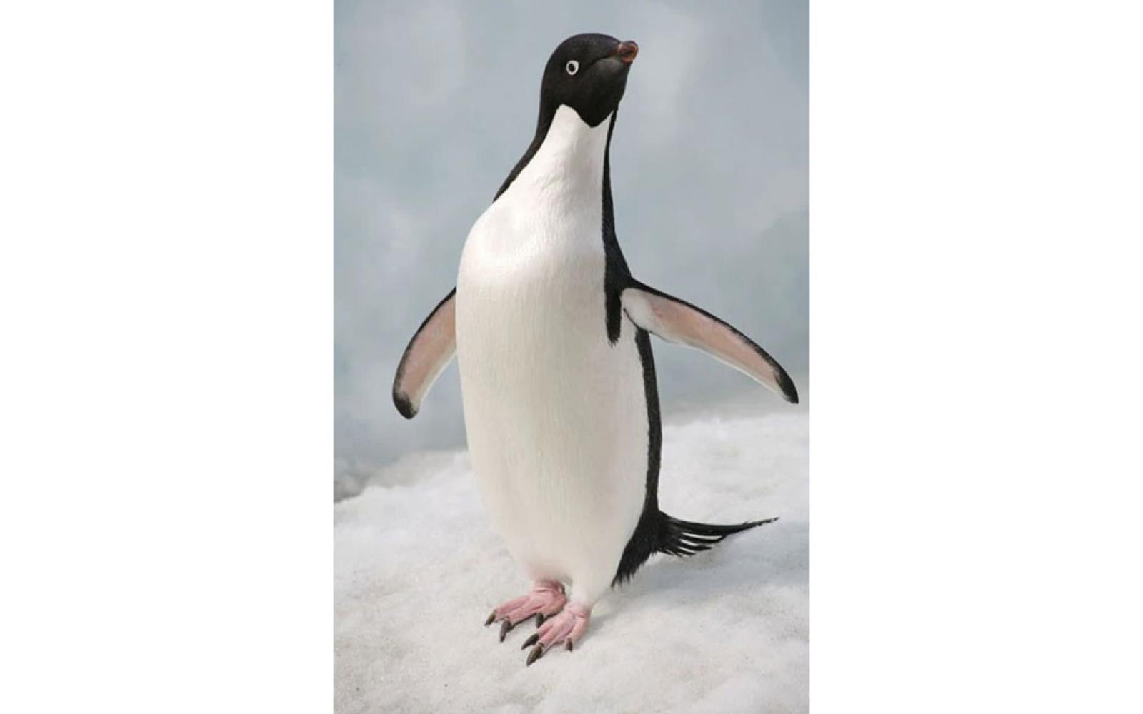 Penguin poop is full of ammonia, which reacts somehow with sulfuric gas from phytoplankton and forms fog.