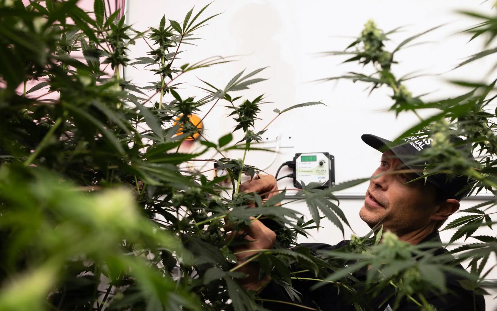 Texas Original Director of Cultivation Jason Sanders gives a tour of the business’ facility on Sept. 26, 2024. Texas Original is Texas’ first licensed medical cannabis distributor