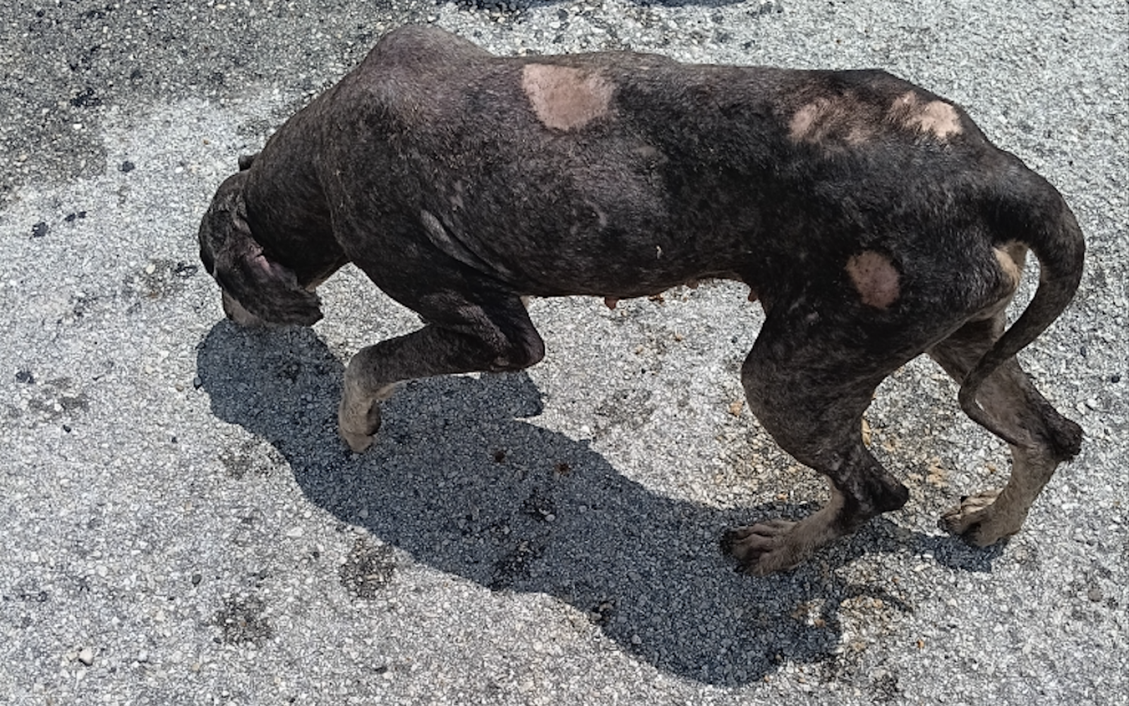 The Menard County Sheriff’s Office is investigating after three dogs were abandoned on the side of a road near Fort McKavett.
