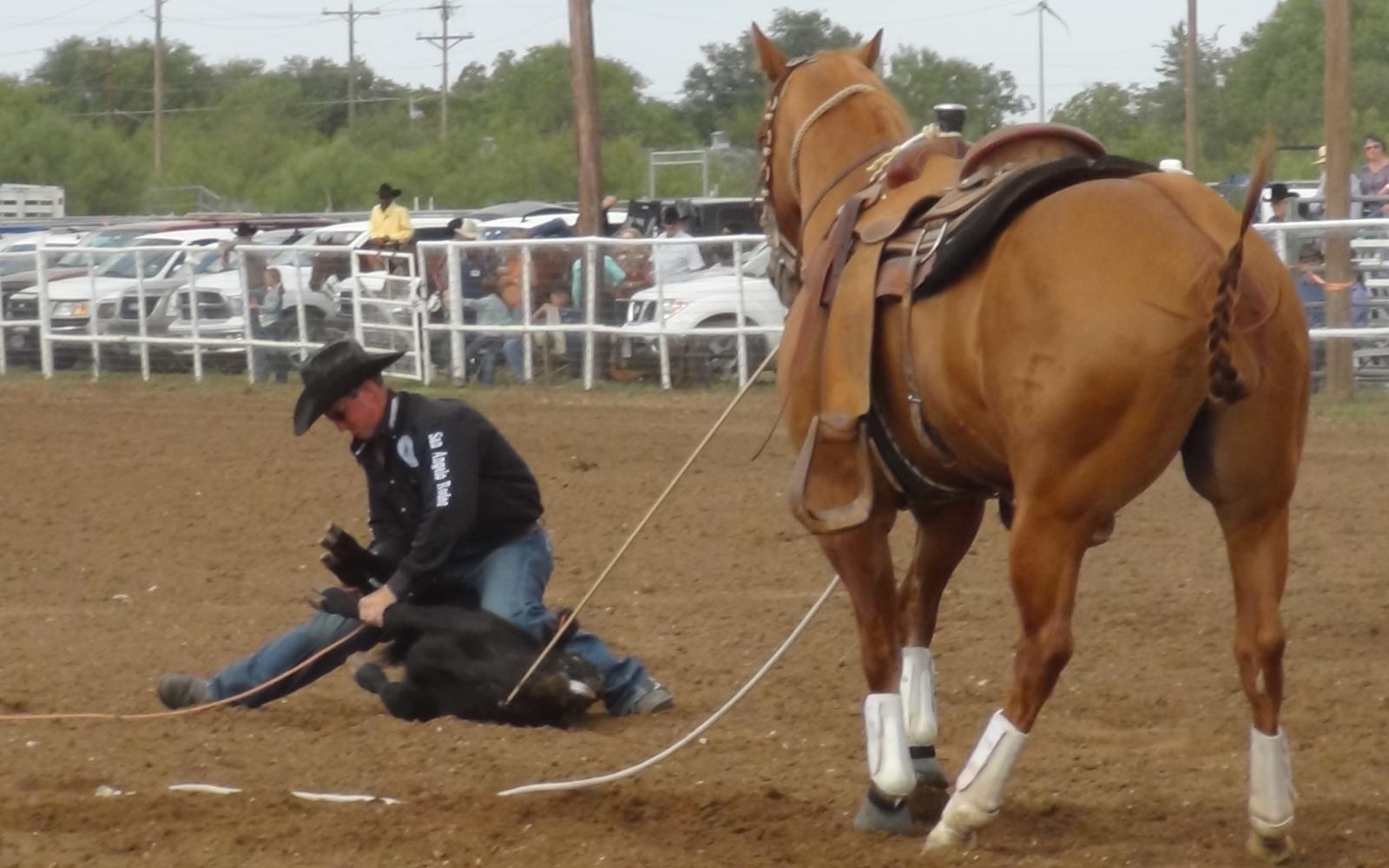 Roper ties the calf while the horse holds (LIVE! photo by Cheyenne Benson)