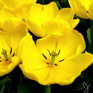 Profile picture for user TraceM